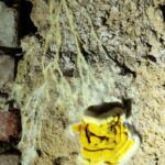 merule pont l'eveque