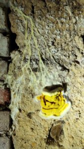 merule pont l'eveque