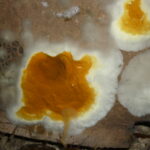 Etat Parasitaire - Calvados - Mérulecabourg