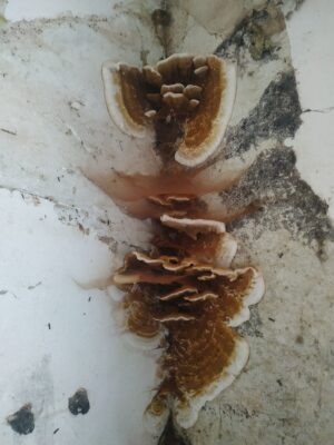 mérule à Houlgate et Dives-sur-Mer