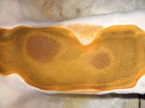 MERULE TROUVILLE MERULE TROUVILLE